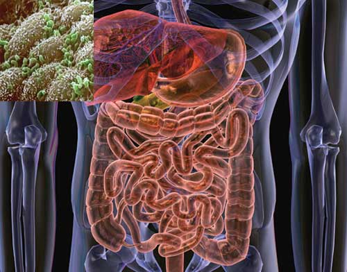 gut flora bacteria