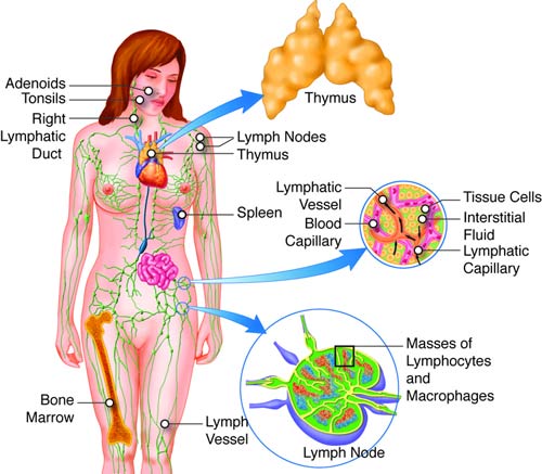 lymph cleanse