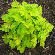 Feverfew Roots Richard Whelan ~ Medical Herbalist ~ Feverfew