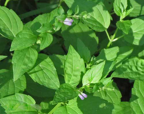 Richard Whelan ~ Medical Herbalist ~ Skullcap