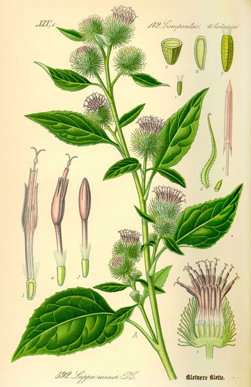 burdock plant drawing