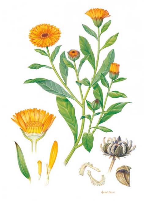 calendula herb