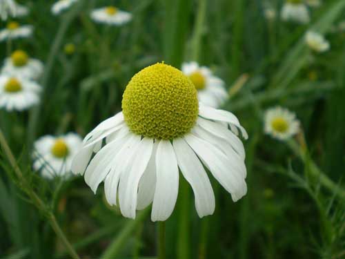 Richard Whelan Medical Herbalist Chamomile