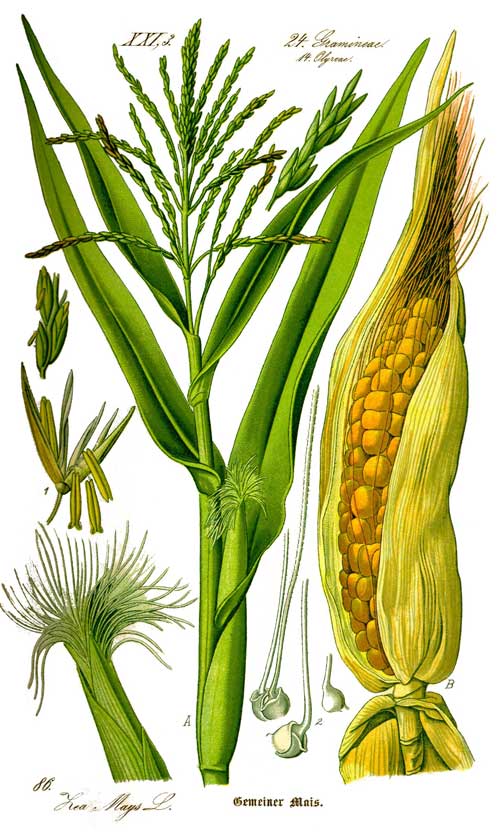 🌾🌽Corn silk: a natural agent for medicine., Babaroots 🍀☘️🌿🌱 posted on  the topic