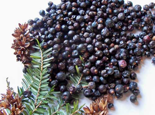 Juniper Berries: Uses, Health Benefits, And Side-effects