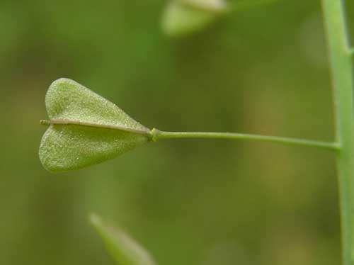 Edible Wild Weeds of Winter