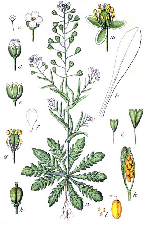 Shepherd's Purse herb, c/s | Humboldt Herbals