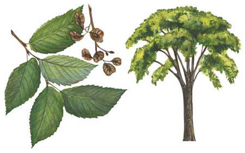 Slippery Elm, the Gut Healing Remedy