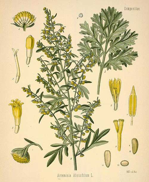 Richard Whelan ~ Medical Herbalist ~ Wormwood